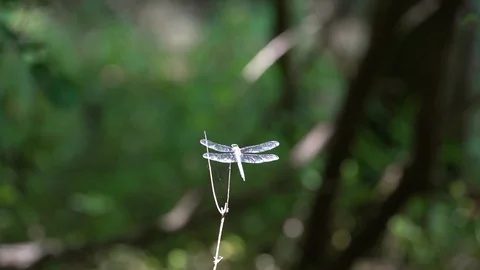 120fps slow motion dragonfly takeoff from forked twig V24904a Stock Footage 112470149