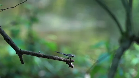 120fps slow motion dragonfly takeoff V24902a Video stock 112470177