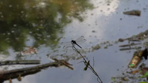 120fps slow motion dragonfly takeoff wide shot V24931a Video stock 112472195