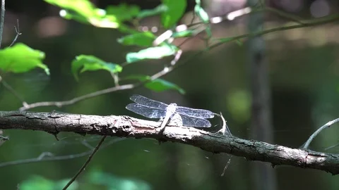120fps slow motion dragonfly takeoff V24937a Stock Footage 112472799