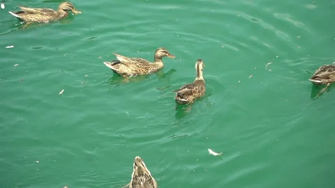 120fps Slow Motion Ducks in Pond Stock Footage 112147621
