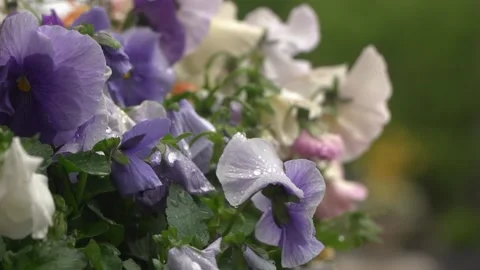 120fps Slow Motion Flowers in Wind and Rain Stock Footage 153697962