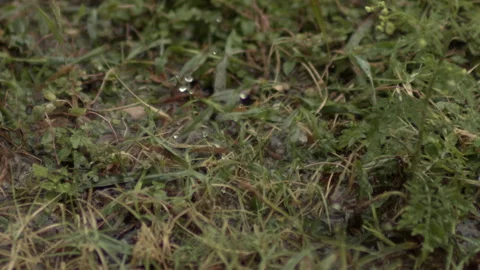 120FPS Slow Motion of Rain Drops In Nature Outside Cloudy Day Grass HD Video stock 219838555