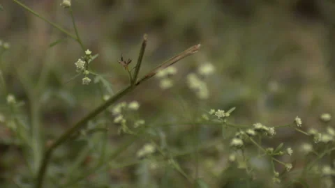 120FPS Slow Motion of Rain Drops In Nature Outside Cloudy Day Grass HD Stock Footage 219838585