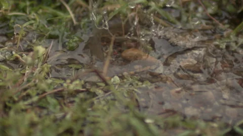 120FPS Slow Motion of Rain Drops In Nature Outside Cloudy Day Grass HD Stock Footage 219838623