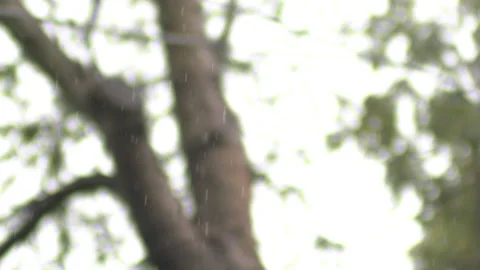 120FPS Slow Motion of Rain Drops In Nature Bokeh Day Grass HD Video stock 219838668