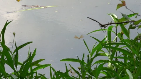 120fps slow motion red dragonflies hovering V24907a Stock Footage 112471122