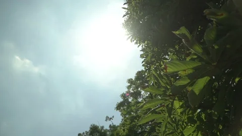 120fps Slow Motion Sun behind tree Stock Footage 112147628