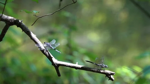 120fps slow motion two dragonflies parked, one takes off V24943a Stock Footage 112473383