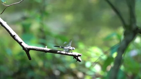 120fps slow motion two dragonflies parked with landing V24942a Video stock 112473416