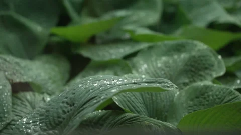 120fps Super Slow Motion Rain Drop on Plant Stock Footage 196821527