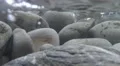 120fps waves washing over round grey pebbles in very clear blue water HD Footage
