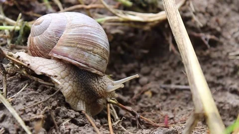 121 The snail crawls on the ground, moves slowly. Horizontal Video	 Stock-Footage 304242173