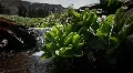 (1210) Colorado Rocky Mountains Alpine Wildflowers Summer Tourism Pond LOOP HD Footage