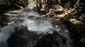 (1211s) Colorado Rocky Mountains Alpine Meadow Wildflowers Summer Tourism Ri HD Footage