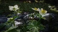 (1213) Colorado Rocky Mountains Alpine Wildflowers Summer Tourism Waterfall HD Footage