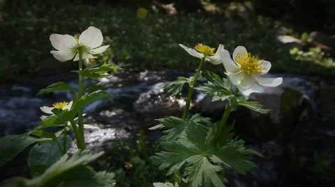 (1213) Colorado Rocky Mountains Alpine Wildflowers Summer Tourism Waterfall Stock Footage