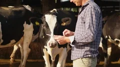 A farmer is using a tablet for controlling a state of grown cows in a farm.