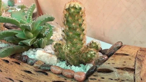 1217  Cactus in a pot Stock Footage 36773389