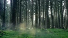 Seamless cinemagraph loop - The sun rises in a misty and mossy pine forest