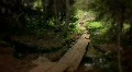 (1218) Colorado Mountains Forest Trail Woman Hiker Stream Summer Destinations HD Footage