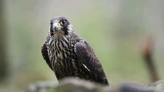 Peregrine falcon in the forest