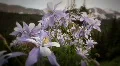 (1220) Scenic Colorado Rocky Mountains Alpine Landscape Wildflowers Summer Co HD Footage