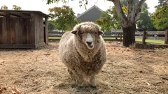 11 07 19 4K HD Video Fluffy Sheep