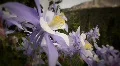 (1221) Scenic Colorado Rocky Mountains Alpine Landscape Wildflowers Summer Co HD Footage