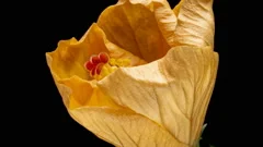 Macro timelapse video of Yellow Hibiscus flower blooming.