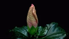 Timelapse of beautiful pink Hibiscus flower opening on black background. 4K.
