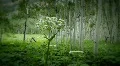(1222) Colorado Mountains Aspen Trees Grove Forest Summer Wildflowers Meadow HD Footage