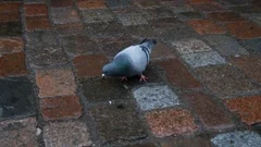 Homing Pigeon strolling around and looking for food on cobblestone paving.