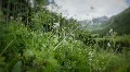 (1225) Colorado Mountains Summer Wildflowers Valley Aspen Meadow LOOP HD Footage