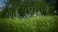(1226) Colorado Mountains Summer Wildflowers Meadow Aspen LOOP HD Footage
