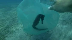 Male hand frees a Seahorse from plastic bag. Plastic pollution of the ocean
