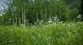 (1226Alt) Colorado Mountains Summer Wildflowers Meadow Aspen LOOP HD Footage