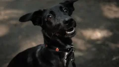 Closeup close up pooch Portrait of Gorgeous Labrador Retriever puppy with happy