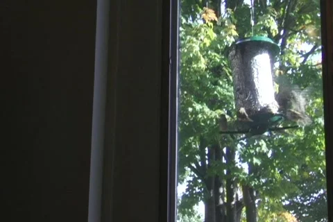 123 - Birds Outside Window Stock Footage 304764