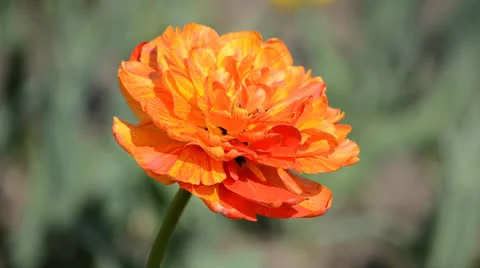 123 動画素材 23304280