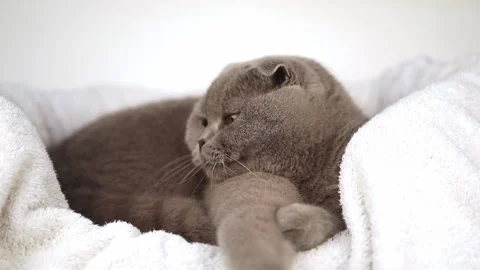 12345 스톡 동영상 172137070