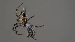 A black Metepeira spider feeding off it's prey's liquified internal organs