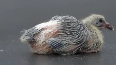 new born of homing pigeon