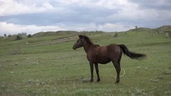 Horse on leash defecate in the steppe. Russia. 4K stock video footage