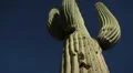 (1244) Giant Arizona Sonora Desert Saguaro Cactus HD Footage