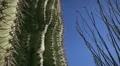 (1245) Giant Arizona Sonora Desert Saguaro and Ocotillo Cactus HD Footage