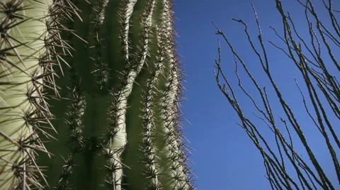 (1245) Giant Arizona Sonora Desert Saguaro and Ocotillo Cactus Stock Footage
