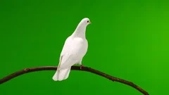 white dove are sitting on a tree branch on a green screen.