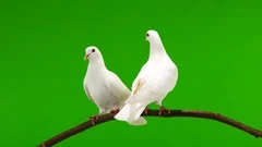 Two white doves are sitting on a tree branch on a green screen.