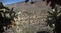 (1249) Arizona Sonora Desert Cactus Saguaro National Monument HD Footage